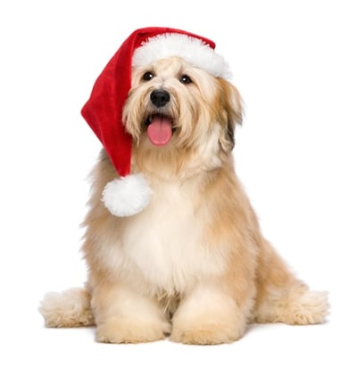 rms-pharmacy-pos-christmas-puppy.jpg