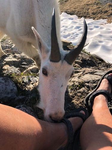 Mountain Goat Mountain Goat
